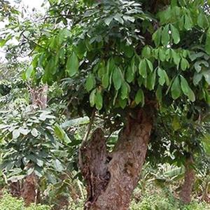 湛江种植橡胶第一人